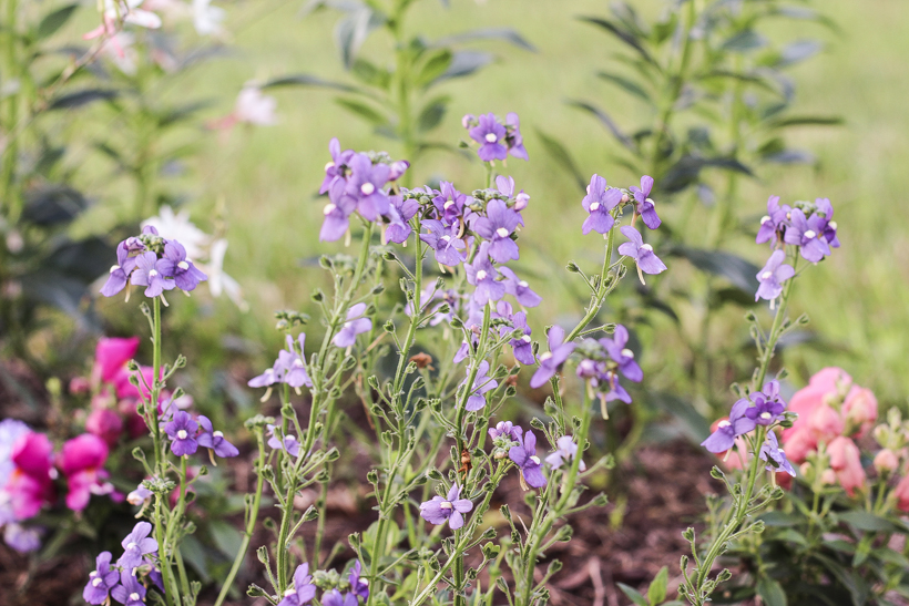 Home blogger and interior decorator Liz Fourez shares her favorite plants and flowers that she planted this year