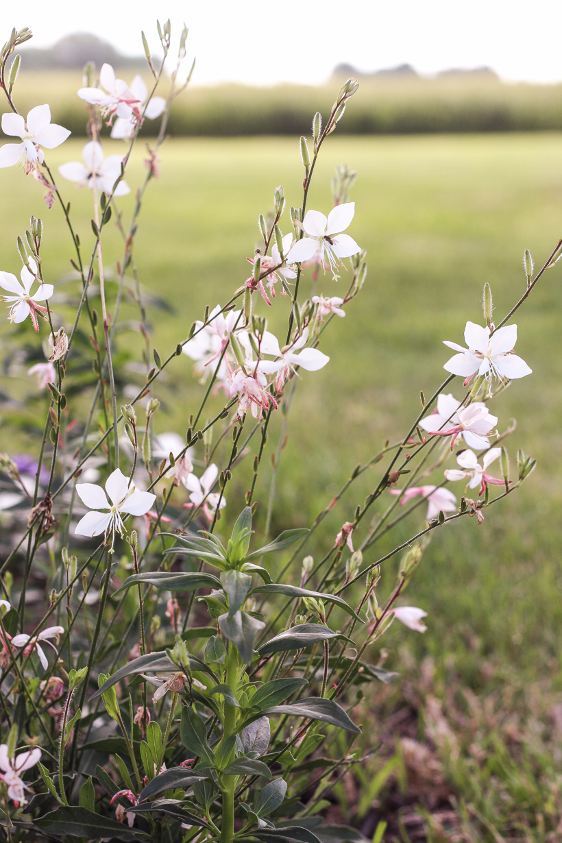 Home blogger and interior decorator Liz Fourez shares her favorite plants and flowers that she planted this year