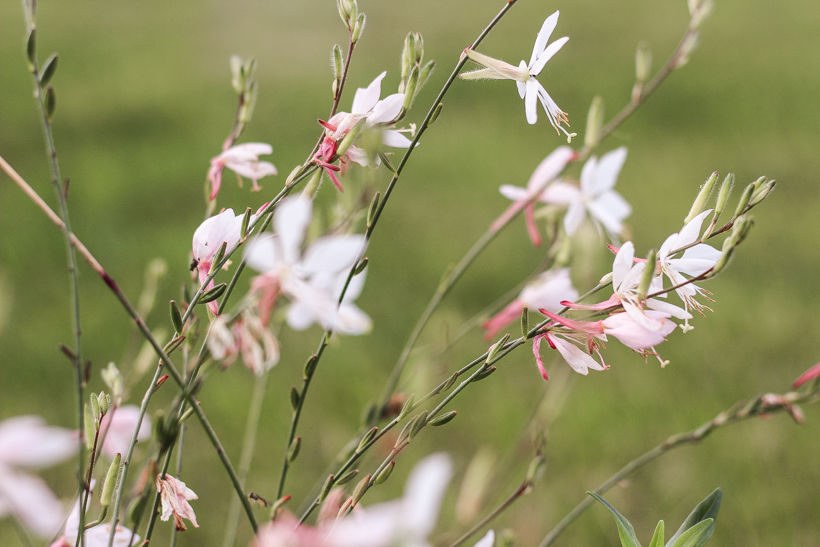 Home blogger and interior decorator Liz Fourez shares her favorite plants and flowers that she planted this year