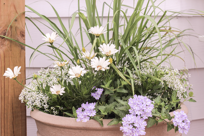 Home blogger and interior decorator Liz Fourez shares her favorite plants and flowers that she planted this year