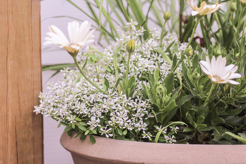 Home blogger and interior decorator Liz Fourez shares her favorite plants and flowers that she planted this year