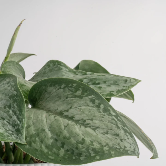 The Ultimate Guide to Buying House Plants Online