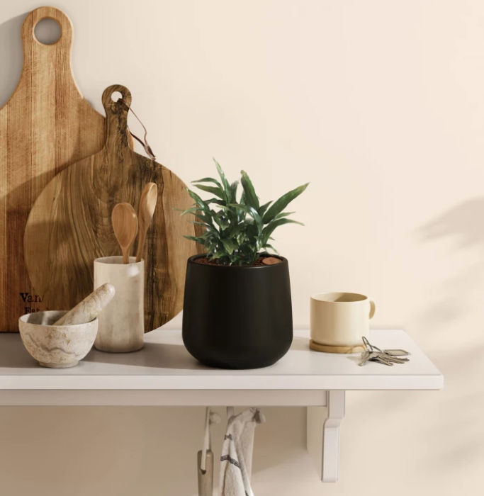 The Ultimate Guide to Buying House Plants Online