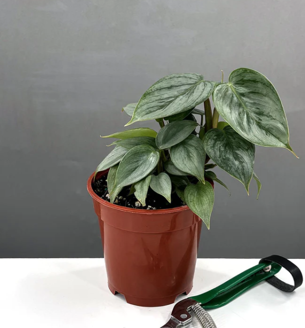 The Ultimate Guide to Buying House Plants Love