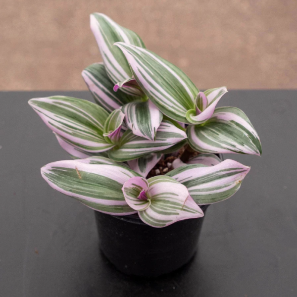 The Ultimate Guide to Buying House Plants Love