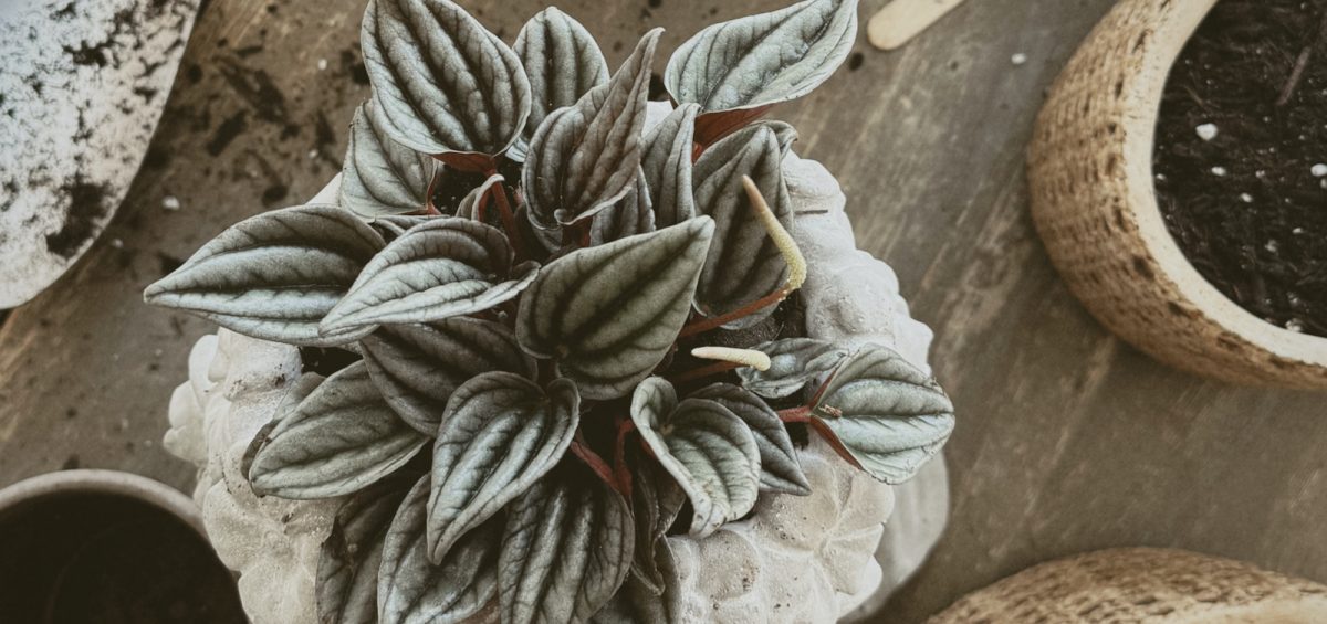 The Ultimate Guide to Buying House Plants Online