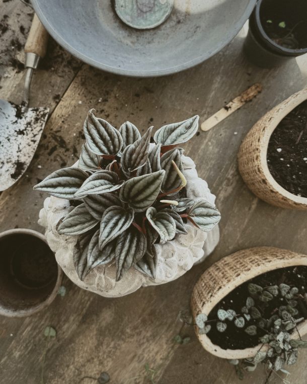 The Ultimate Guide to Buying House Plants Online Love Grows Wild