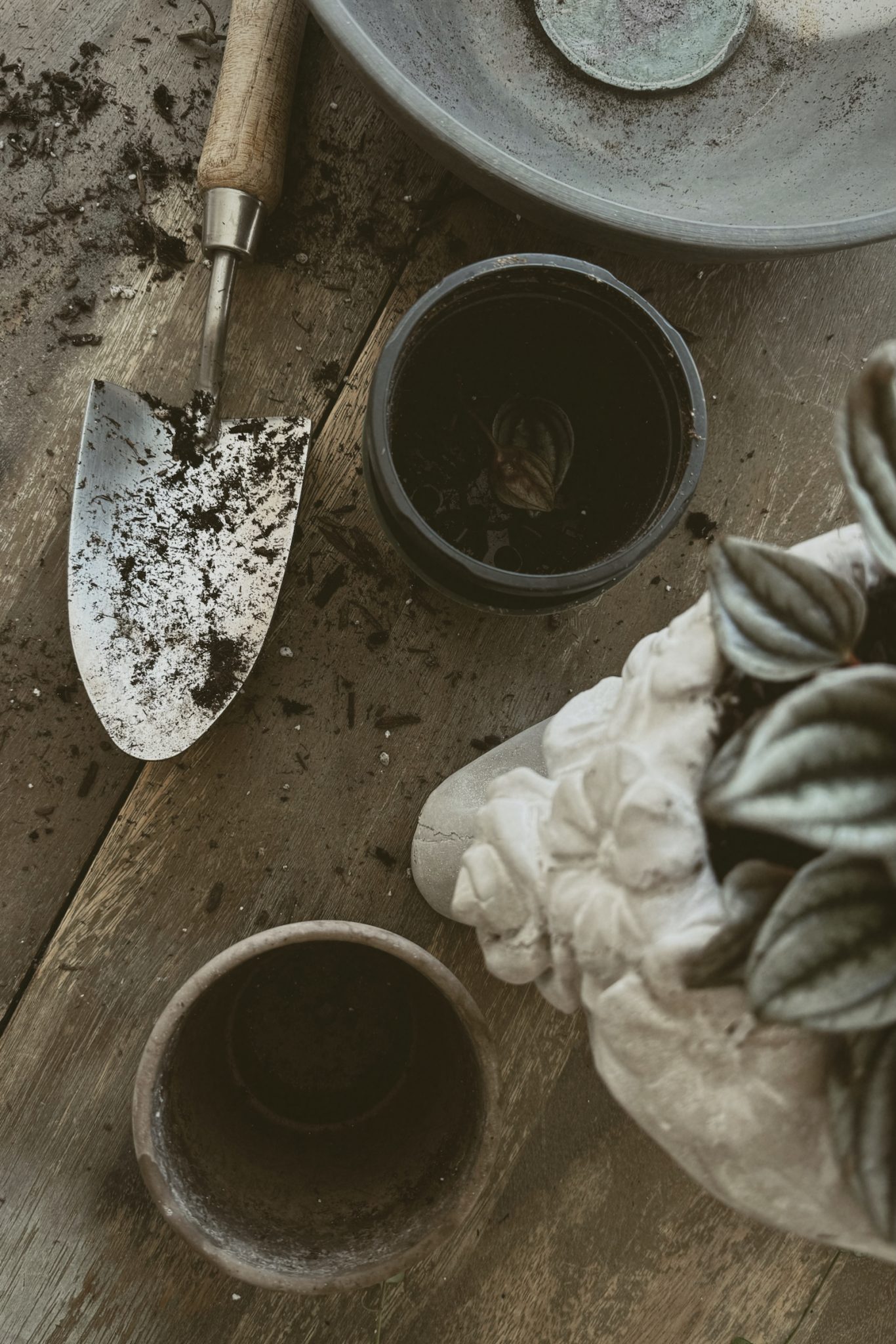 The Ultimate Guide to Buying House Plants Online Love Grows Wild