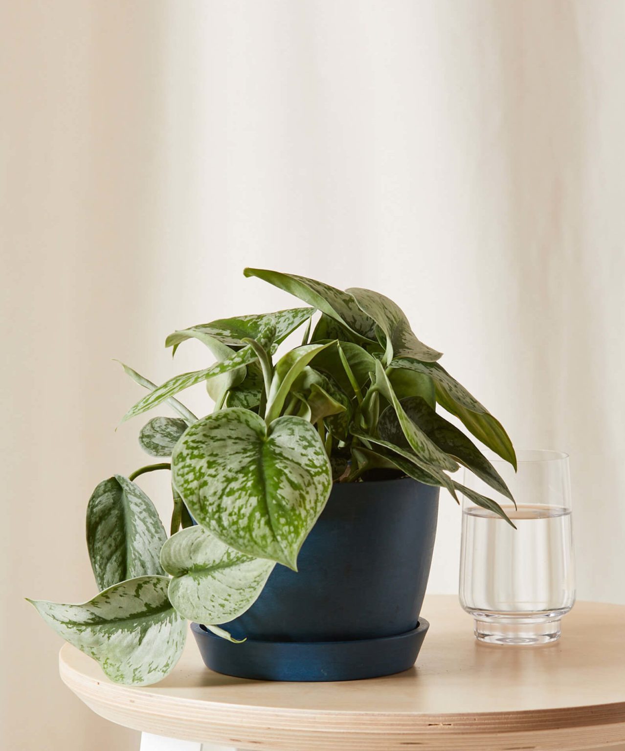 The Ultimate Guide to Buying House Plants Online Love Grows Wild