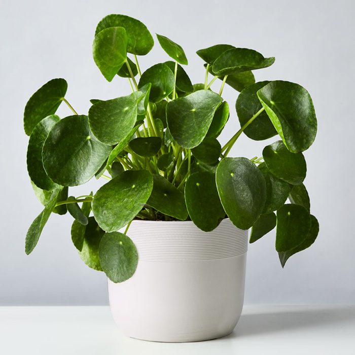 The Ultimate Guide to Buying House Plants Online